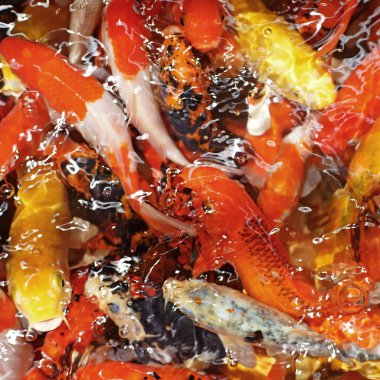 süslü sazan ya da koi balık 