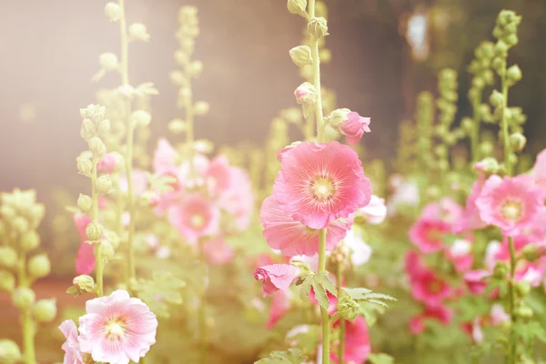 Hermosa flor hollyhock o flor althaea — Foto de Stock