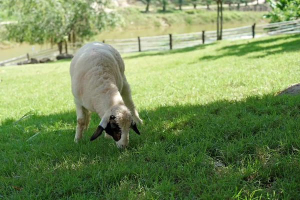 Close-up de ovelhas na fazenda — Fotografia de Stock