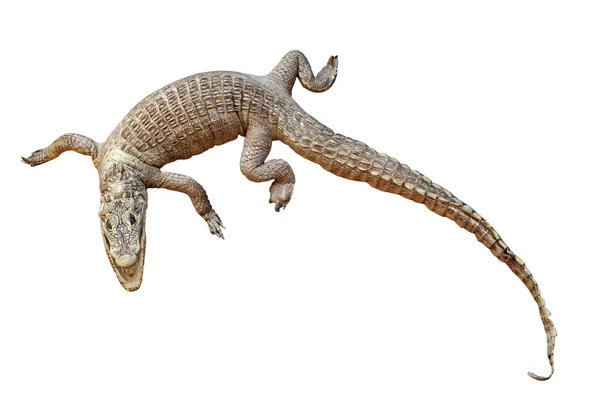 Крокодил, изолированный на белом — стоковое фото
