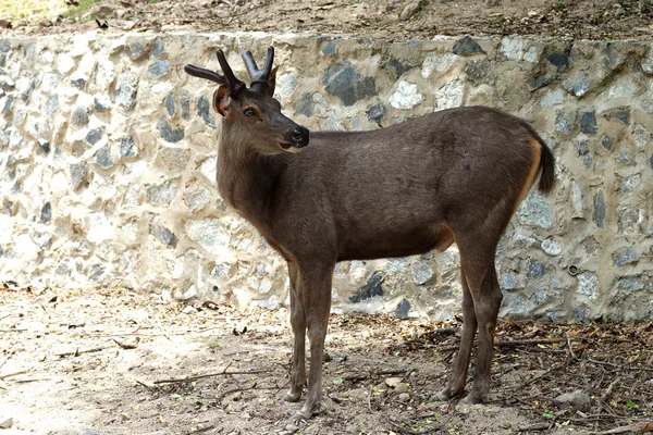 Ciervo con cuernos de ceja macho — Foto de Stock