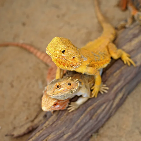 Skäggiga drake eller pogona vitticeps Royaltyfria Stockfoton