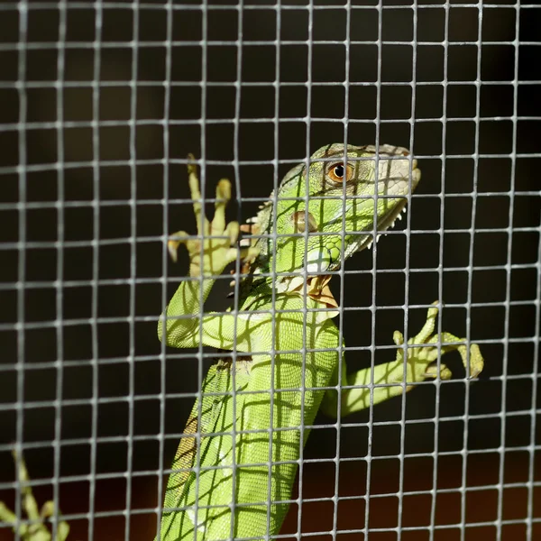 Iguana na gaiola — Fotografia de Stock