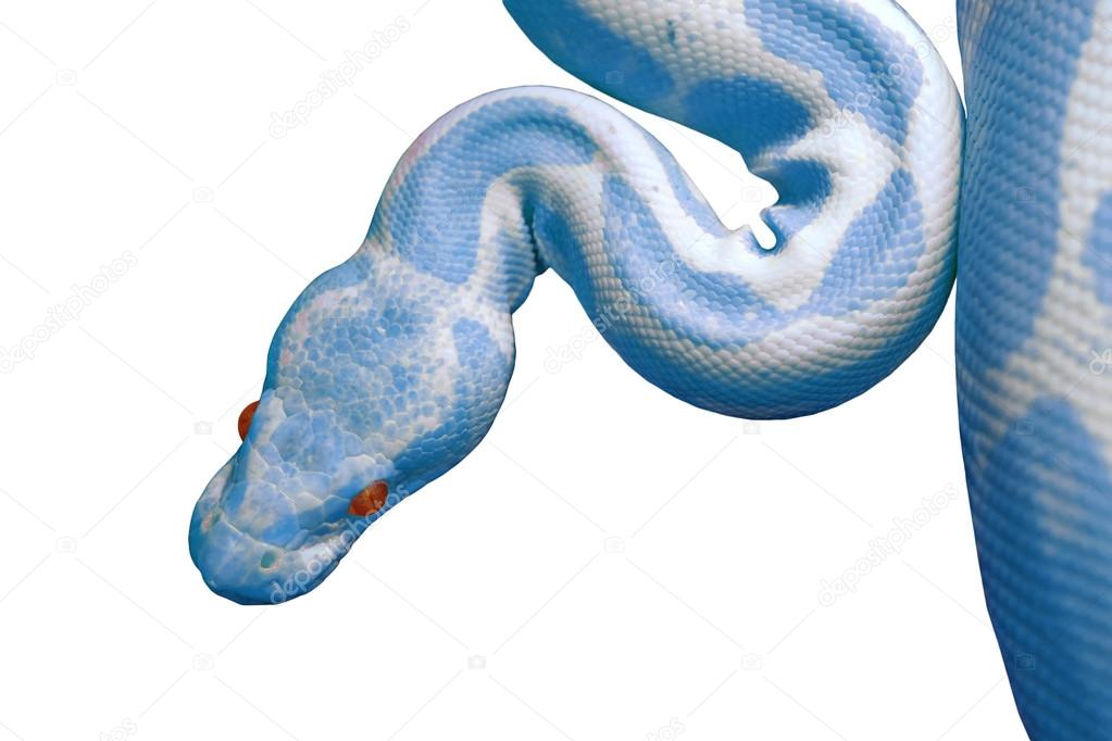 Albino reticulated python (python reticulatus) isolated on white ...