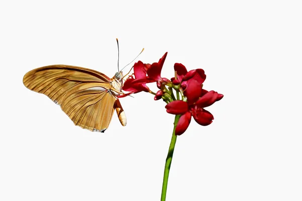 Schöner Schmetterling auf der Blume — Stockfoto