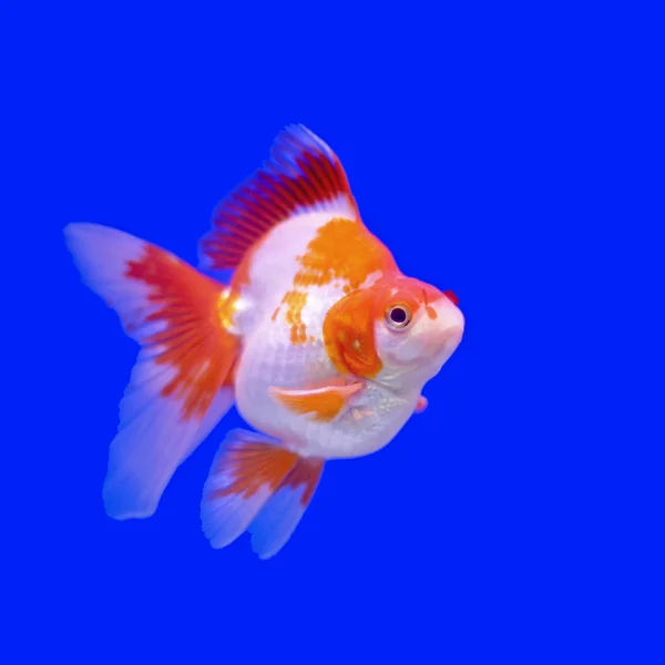 Krásné zlaté rybky — Stock fotografie