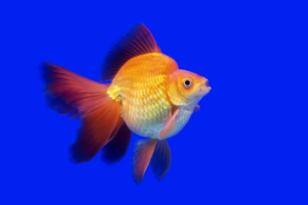 Hermoso pez dorado — Foto de Stock