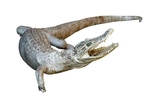 Крокодил, изолированный на белом — стоковое фото