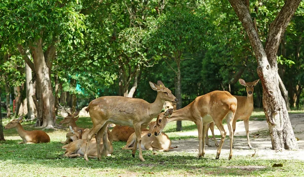 Group of brow antlered deer in the zoo — Stock Photo, Image