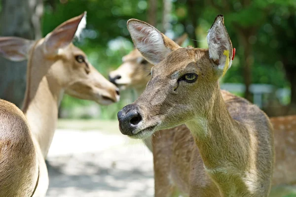 组的眉鹿在动物园里 — 图库照片