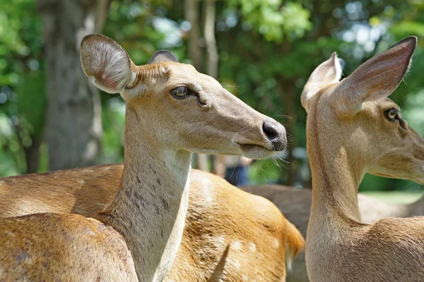 Skupina čelo praskalo jelenů v zoo — Stock fotografie