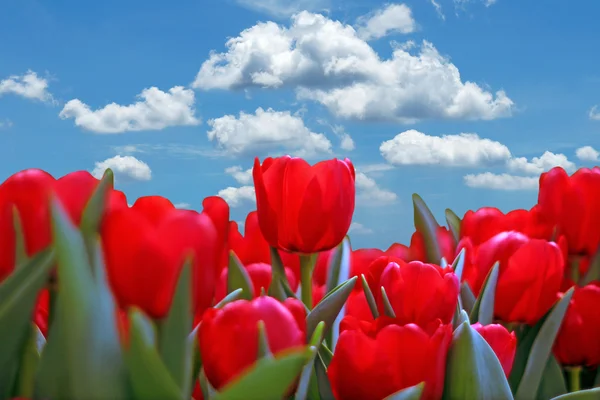 Tulpaner flower med vacker himmel bakgrund — Stockfoto