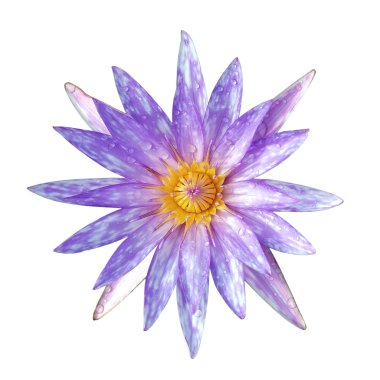 Lotus çiçeği izole üzerinde beyaz