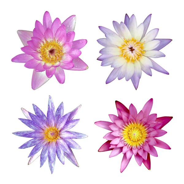 Lotus flower on  isolated on white — Stock Photo, Image