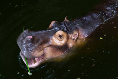 Göletteki su aygırına yaklaş.