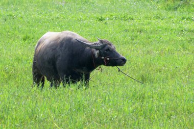 Asya su aygırı veya bubalus bubalis padok içinde                               