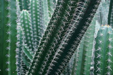 Bahçedeki büyük kaktüs ağacının fotoğrafı.