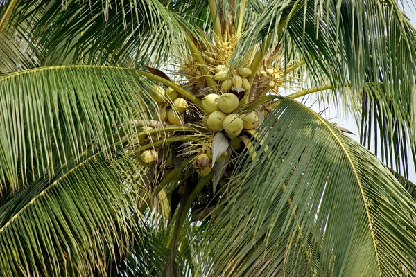 Haufen junger Kokosnüsse auf Kokosnussbaum — Stockfoto