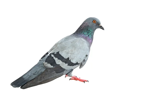 Pigeon isolated on white — Stock Photo, Image