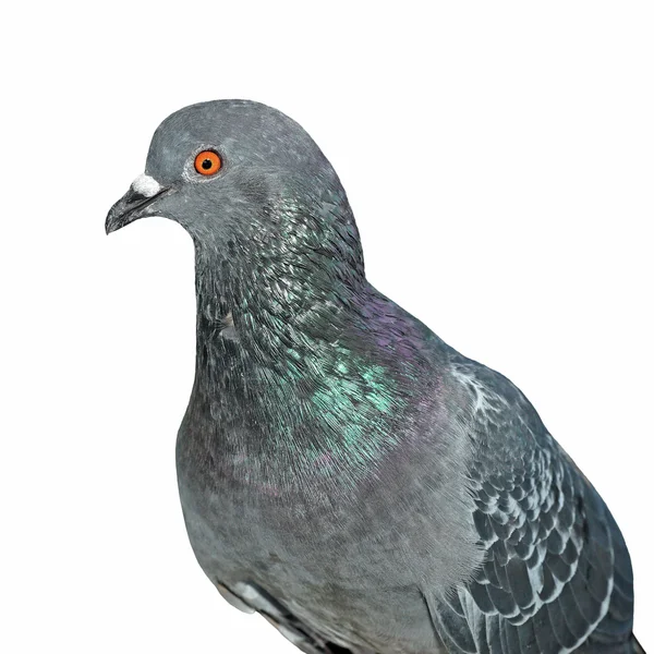 Closeup of pigeon  isolated on white — Stock Photo, Image