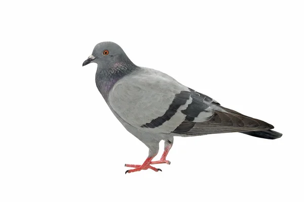 Pigeon isolé sur blanc — Photo