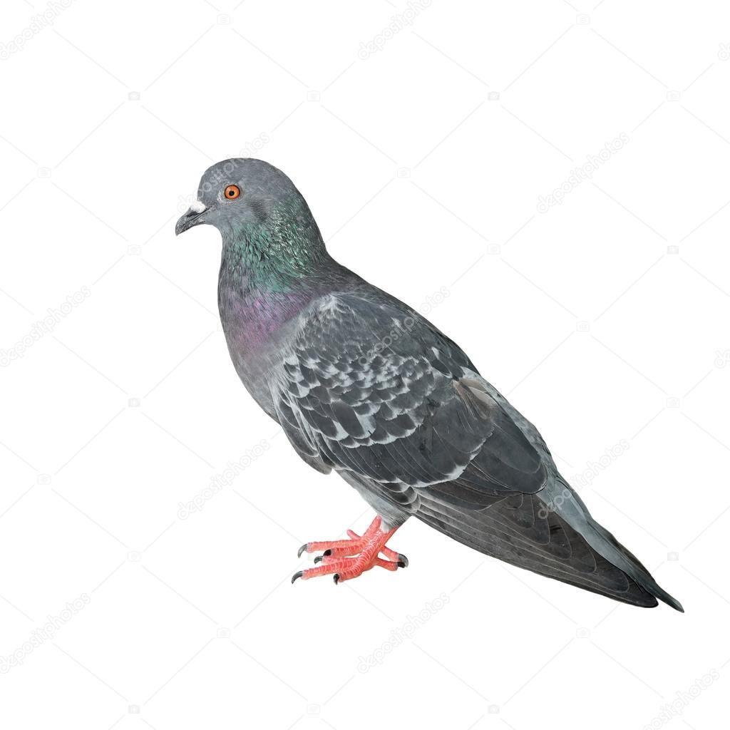 pigeon isolated on white