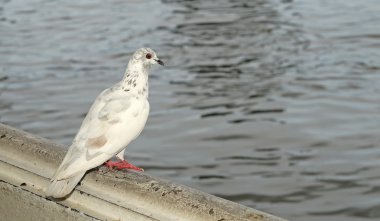 Güvercin korkuluk üzerinde durmak