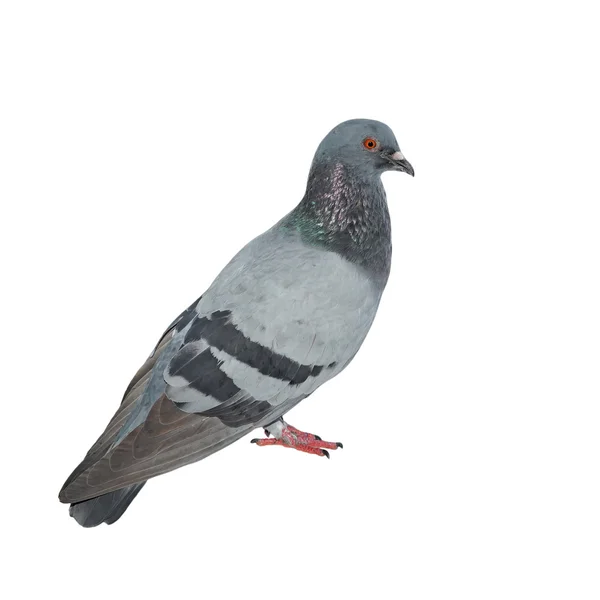 Pigeon isolé sur blanc — Photo