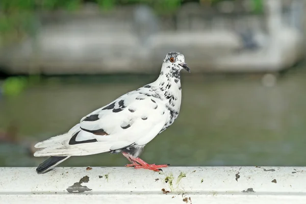 Pombo branco — Fotografia de Stock