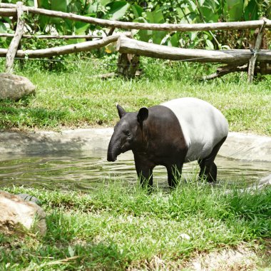 Malaya tapiri hayvan