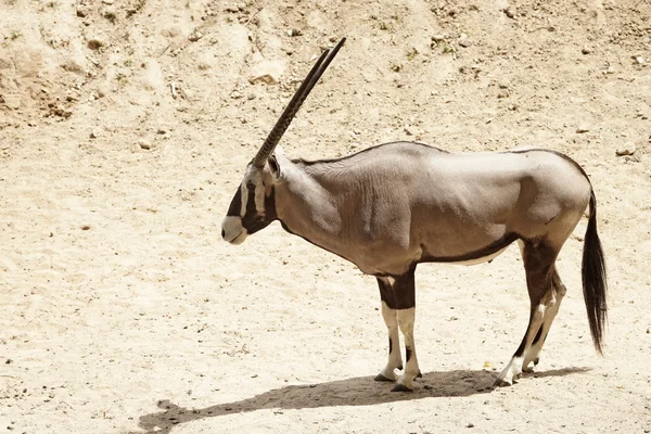 Oryx gazella or gemsbok — Stock Photo, Image