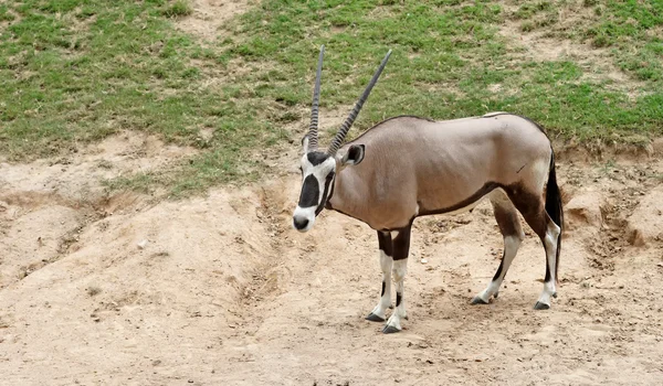 Oryx gazella or gemsbok — Stock Photo, Image