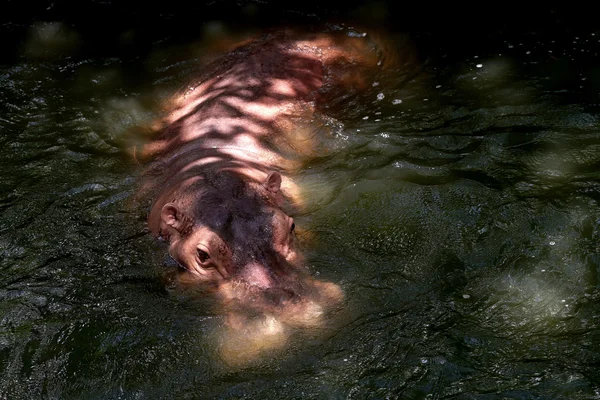 Hipopótamo en el agua —  Fotos de Stock