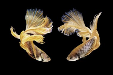 daha iyi balık, Siyam mücadele balık siyah izole