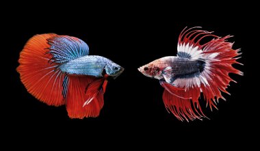 daha iyi balık, Siyam mücadele balık siyah izole