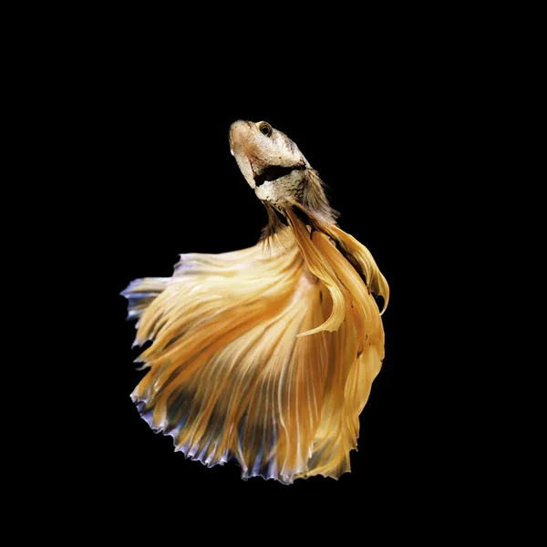 Betta fish, siamese fighting fish isolated on black — Stock Photo, Image