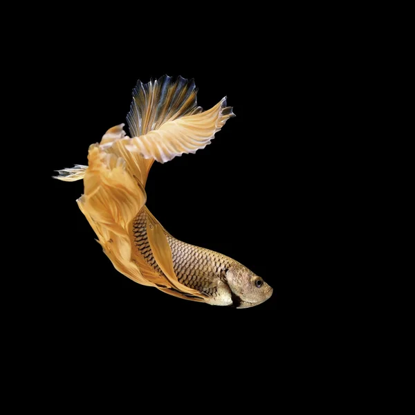 Betta の魚、黒に分離されたシャムの戦いの魚 — ストック写真