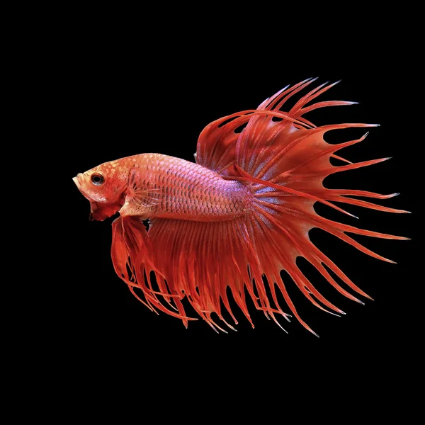 Betta fish, siamesischer Kampffisch isoliert auf schwarz — Stockfoto