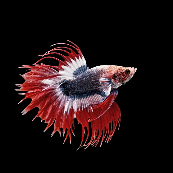 Betta vis, siamese vechten vis geïsoleerd op zwart — Stockfoto