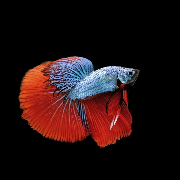 Рыба бетта, сиамская боевая рыба, изолированная на черном — стоковое фото