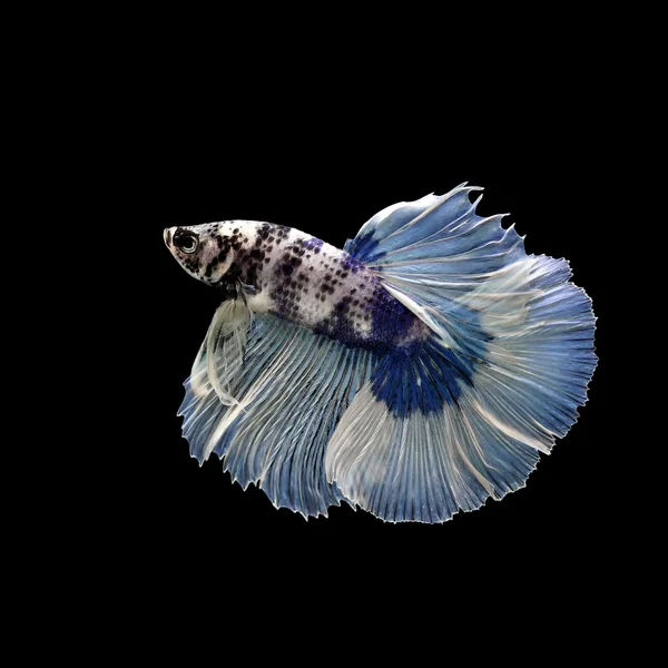 Betta fish, pesce siamese da combattimento isolato su nero — Foto Stock