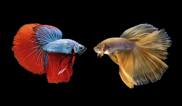 Betta fisk, siamesiska striderna fisk isolerade på svart — Stockfoto