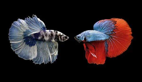 Betta fisk, siamesiska striderna fisk isolerade på svart — Stockfoto