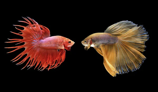 Betta peces, peces siameses de lucha aislados en negro — Foto de Stock