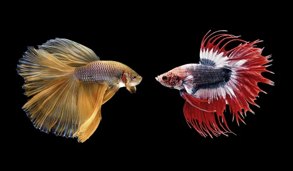 Betta peces, peces siameses de lucha aislados en negro —  Fotos de Stock