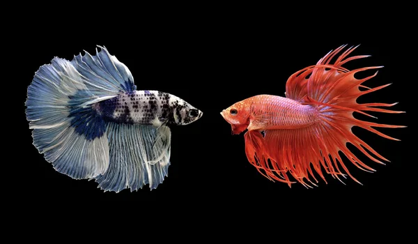 Betta peces, peces siameses de lucha aislados en negro —  Fotos de Stock