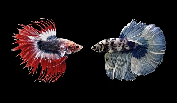 Betta の魚、黒に分離されたシャムの戦いの魚 ストック画像