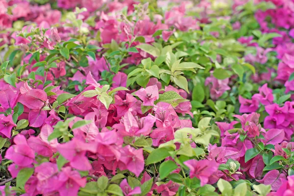 Bougainvillea piaskowy lub papieru kwiat — Zdjęcie stockowe