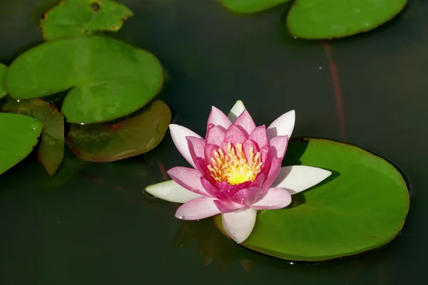 Красивый цветок лотоса в пруду — стоковое фото
