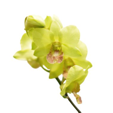 beyaz izole güzel orkide çiçek